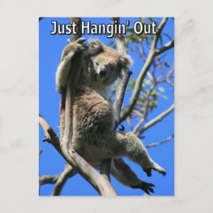 Carte Postale Koala Hanging en Australie