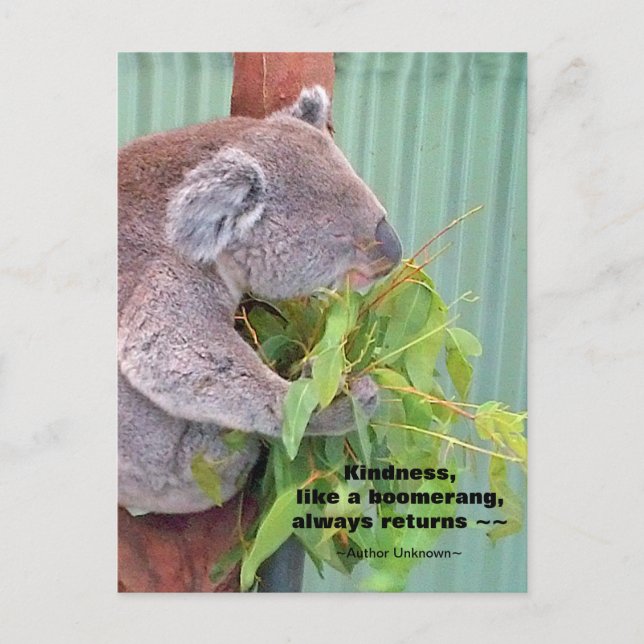 Carte postale Koala Kindness Quote (Devant)