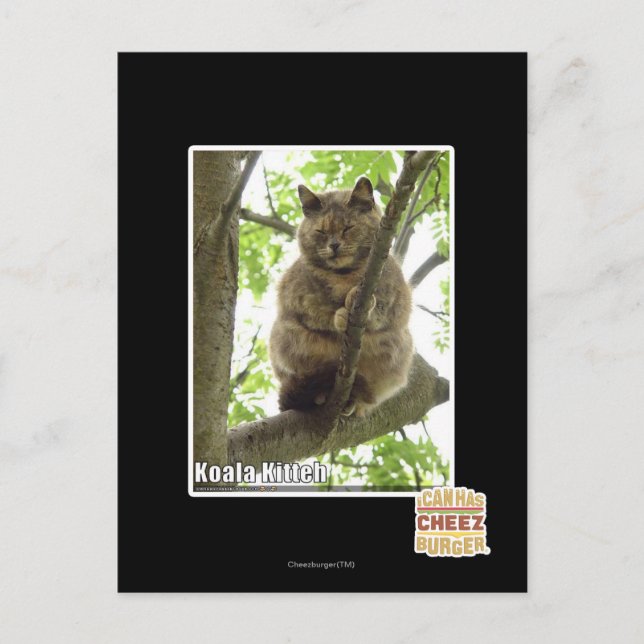 Carte Postale Koala Kitteh (Devant)