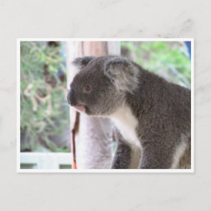 Carte Postale koala mignon