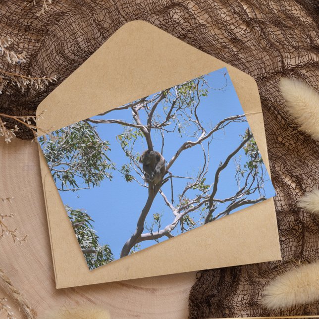 Carte Postale Koala Nap (Créateur téléchargé)