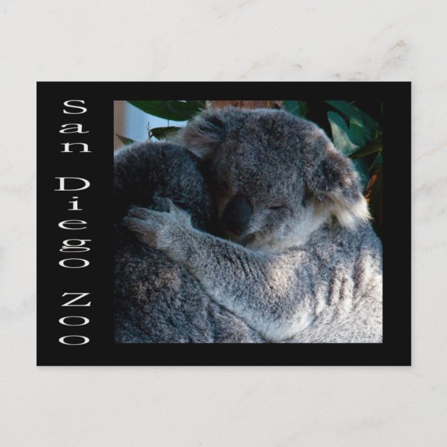 Carte Postale Koala ours (Devant)
