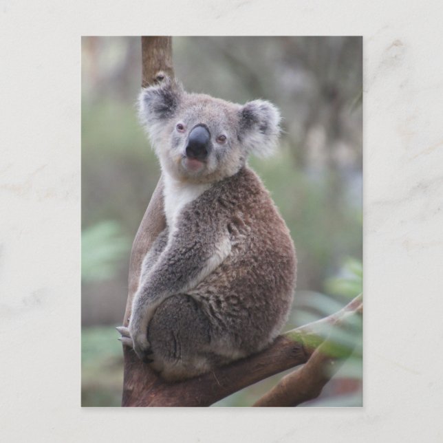 Carte Postale koala ours Aussie outback bush arbre ascension for (Devant)