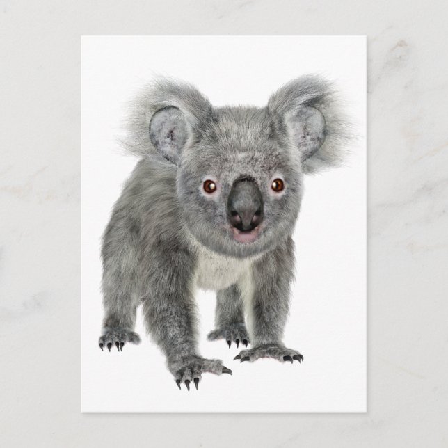Carte Postale Koala Perspectives (Devant)