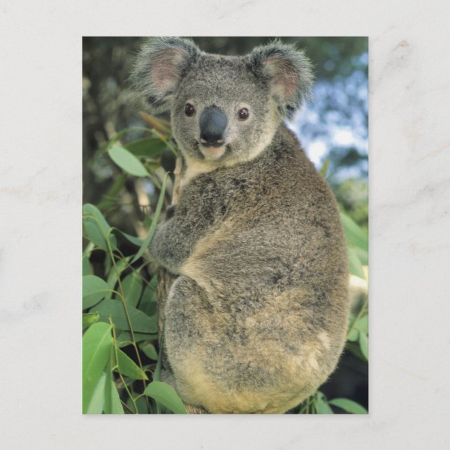 Carte Postale Koala, Phascolarctos cinereus), endangered, (Devant)