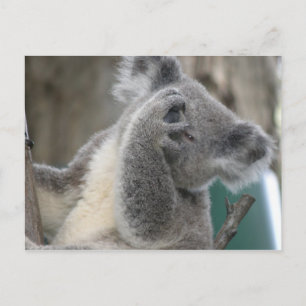 Carte postale Koala QLD Australie