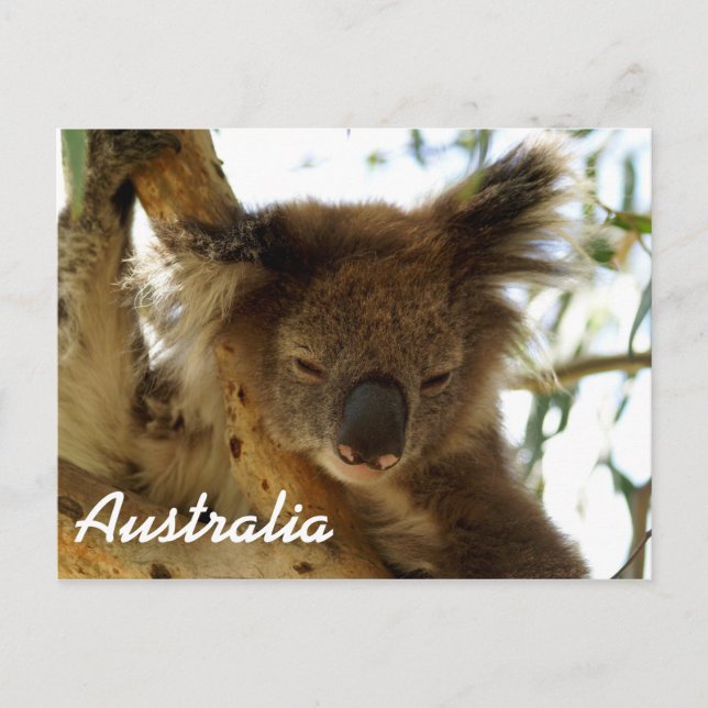 Carte Postale Koala sauvage dormant sur l'eucalyptus, Australie (Devant)