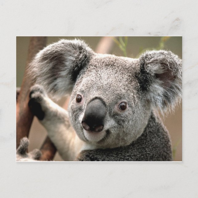 Carte Postale koala un animal unico (Devant)