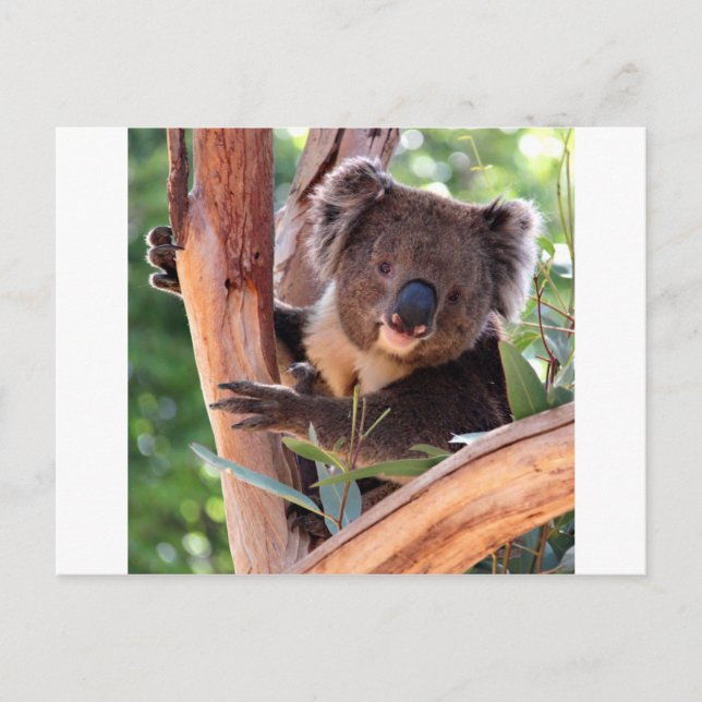 Carte Postale Koala victorienne (Devant)