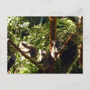 Carte Postale koalas