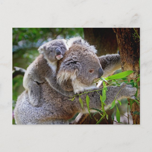Carte Postale Koalas mignons (Devant)
