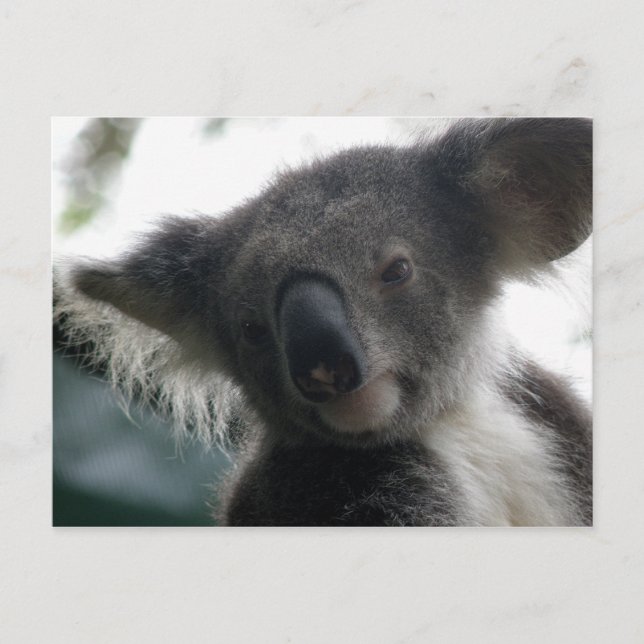 Carte postale Koalas QLD Australie (Devant)