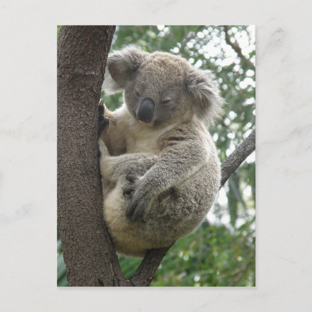 Carte postale Koalas QLD Australie (Devant)