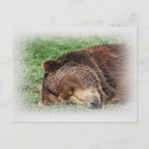 Carte postale Kodiak Bear Sleeping