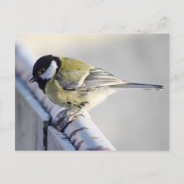 Carte Postale Kohlmeise (Devant)