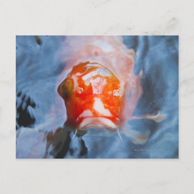 Carte Postale Koi Carp (Cyprinus carpio), Japon (Devant)