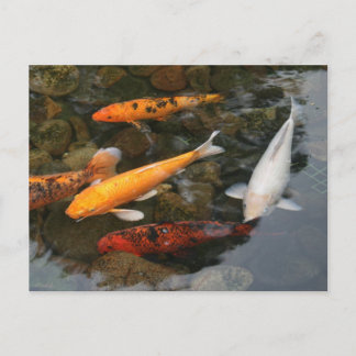 Carte Postale Koi Fish In Pond Photo