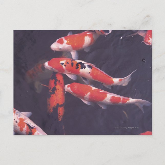Carte Postale Koi piscine (Devant)