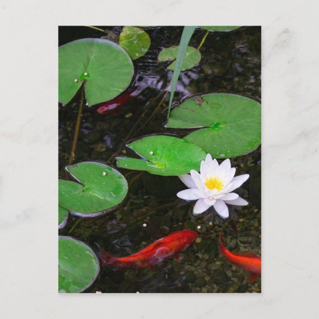 Carte Postale Koi Pond (Devant)