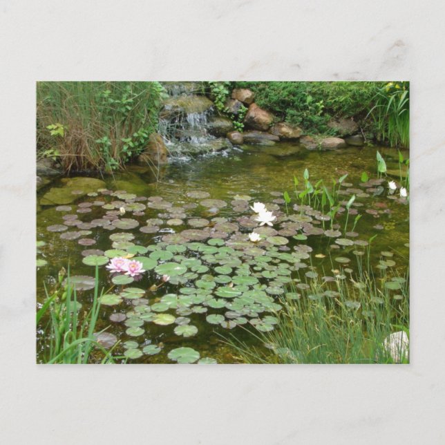 Carte postale Koi Pond (Devant)
