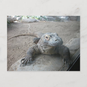 Carte Postale Komodo Dragon