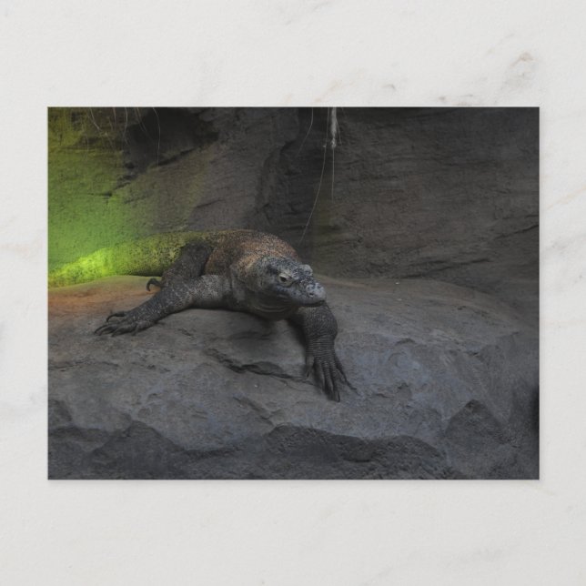Carte Postale Komodo Dragon (Devant)