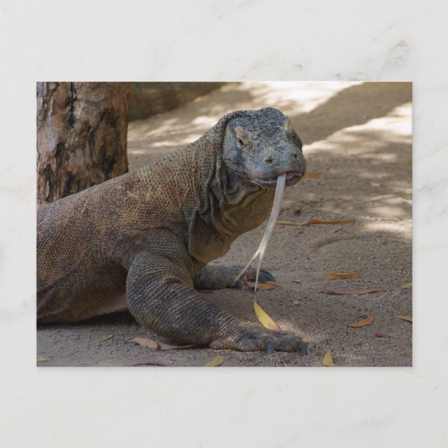 Carte Postale Komodo Dragon Licking (Devant)