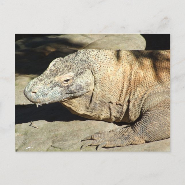Carte Postale Komodo Dragon Postcard (Devant)