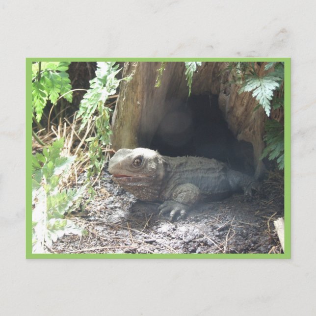 Carte Postale Komodo Dragon Sortant De Sa Maison Sous Arbre (Devant)