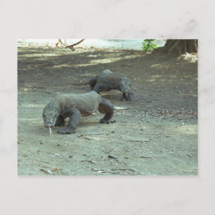 Carte Postale Komodo Dragons