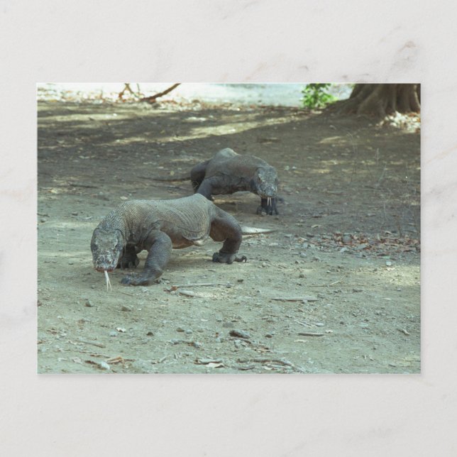 Carte Postale Komodo Dragons (Devant)