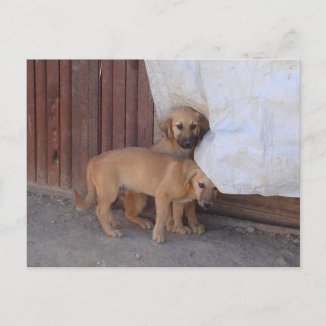 Carte postale Koochee Pups (Devant)