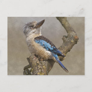 Carte postale Kookaburra