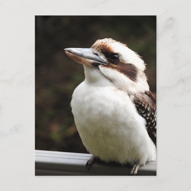 Carte Postale Kookaburra (Devant)