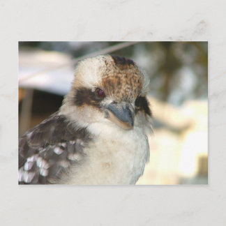 Carte postale Kookaburra