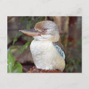 Carte postale Kookaburra