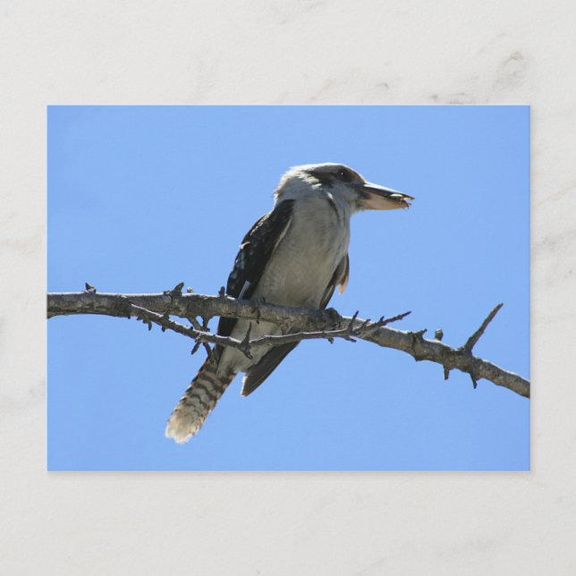 Carte Postale Kookaburra (Devant)
