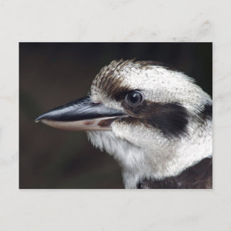 Carte Postale Kookaburra