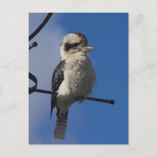 Carte Postale Kookaburra