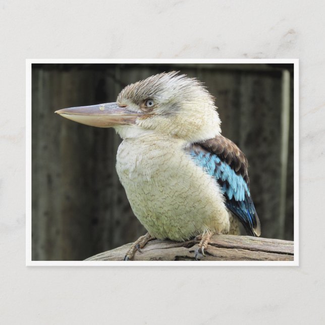 Carte Postale kookaburra à ailes bleues (Devant)