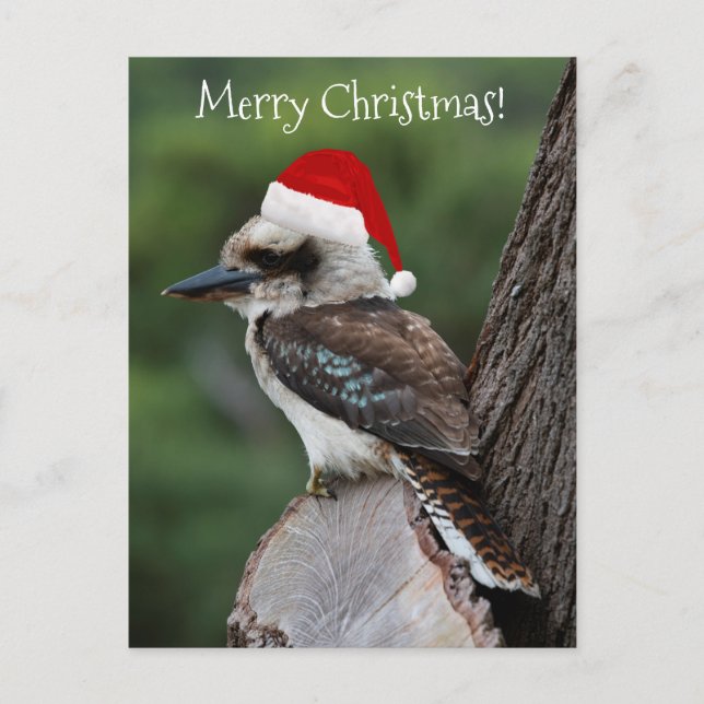 Carte Postale Kookaburra Oiseau Animal Rouge Père Noël (Devant)