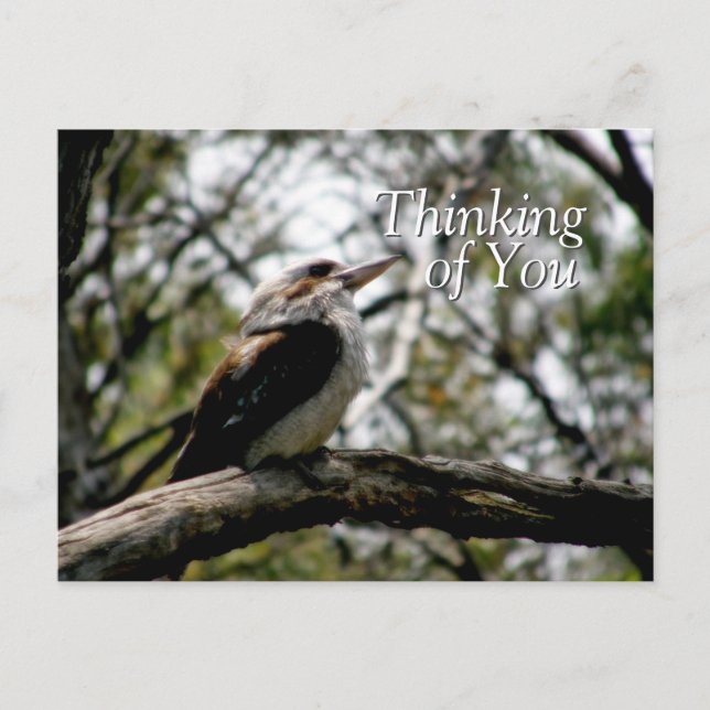 Carte postale Kookaburra Thoughts (Devant)