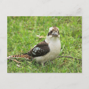 Carte Postale Kookabuura