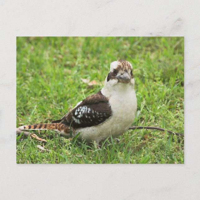 Carte Postale Kookabuura (Devant)