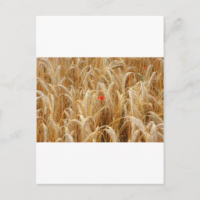 Carte Postale Kornblume (Devant)