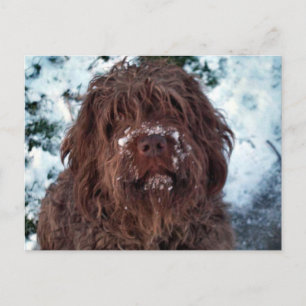 Carte Postale Korthals Griffon - Snowy Sarah