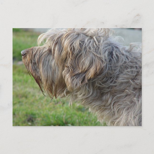 Carte Postale Korthals Griffon - Tsjip odeur de volaille (Devant)