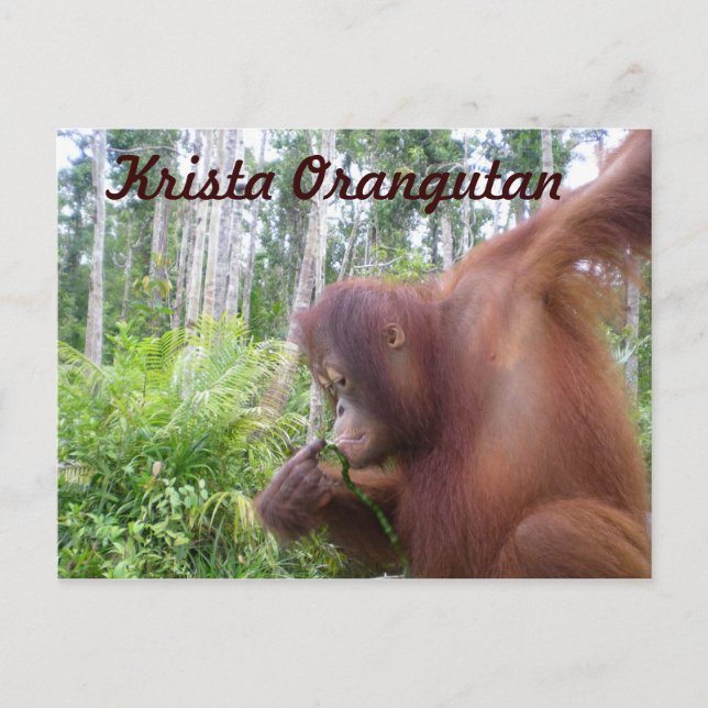 Carte Postale Krista Orangutan dans la forêt tropicale de Bornéo (Devant)