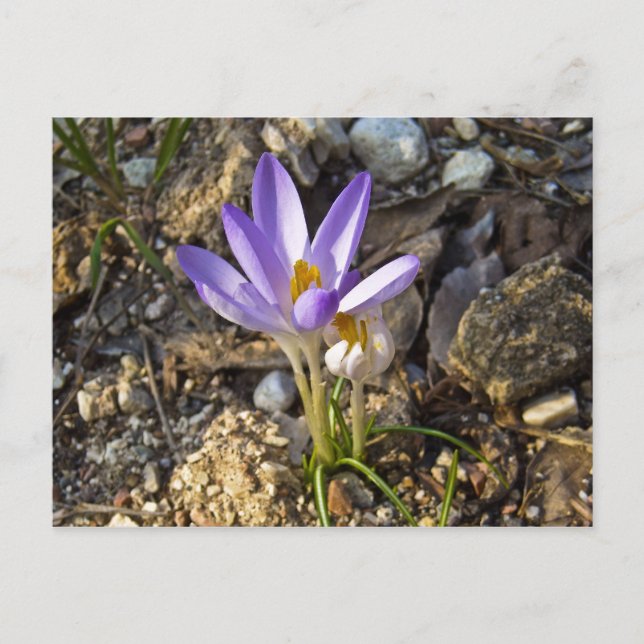 Carte Postale krocos fleur de printemps nature (Devant)