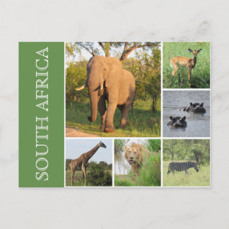 Carte Postale kruger afrique du sud